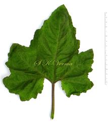  Leaf (Adaxial view)